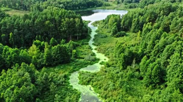 Vue aérienne de la nature. Rivière et algues en fleurs en été. — Video