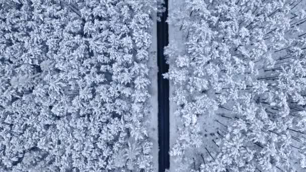Largo camino recto a través del bosque nevado en invierno — Vídeos de Stock