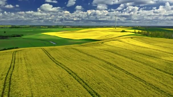 Blommande rapsfält och traktorspår, flygfoto över Polen — Stockvideo