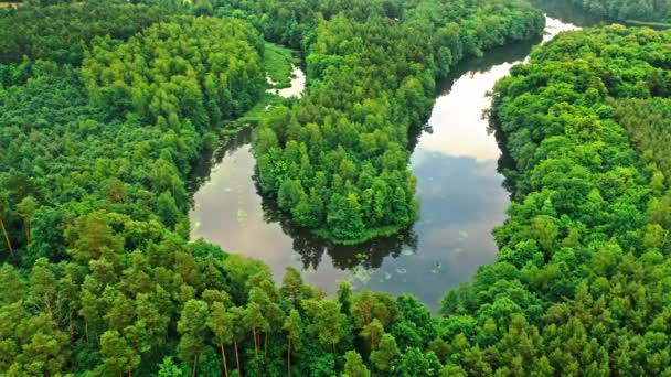 Voando acima da floresta verde e do rio no verão. — Vídeo de Stock