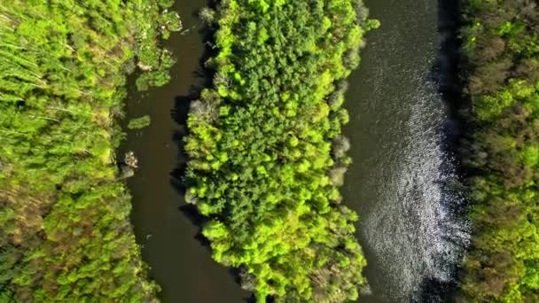 Big river and forest in summer. Aerial view of Poland — Wideo stockowe