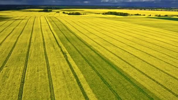 Letecký pohled na pole řepkového semene v polské krajině. — Stock video