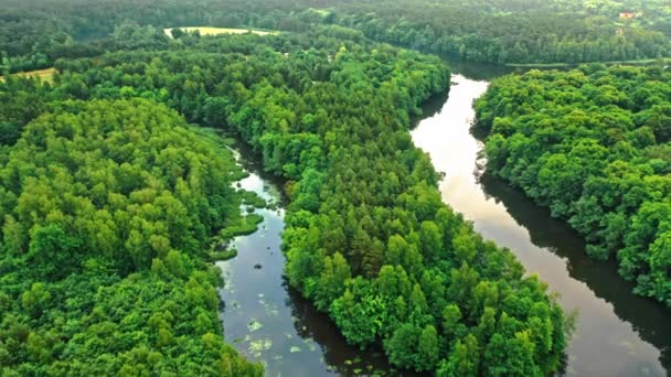 Impressionante floresta verde e rio no verão. — Vídeo de Stock