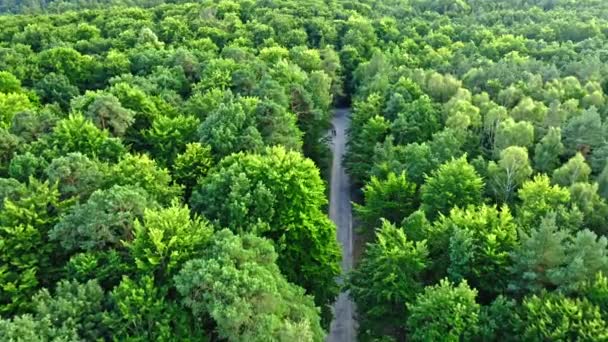 Luchtfoto van groen bos. Zomer regenwoud in Polen — Stockvideo