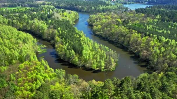 Grande rio e floresta no verão. Vista aérea da Polónia — Vídeo de Stock