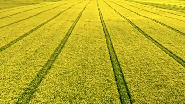 Vista aérea del campo de colza en el campo de Polonia. — Vídeos de Stock