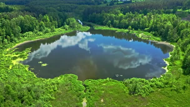 Jezioro w lesie latem. Widok z powietrza na Polskę — Wideo stockowe