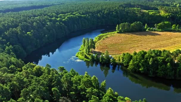Летний лес и извилистая река в Польше, Европа — стоковое видео