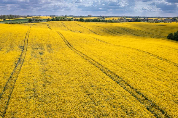 Blommande Gula Rapsfält Jordbruk Polen Naturen Våren Europa — Stockfoto