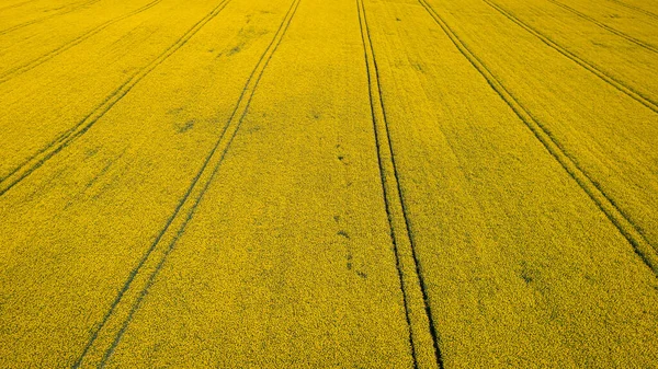 Campos Violação Amarelos Incríveis Agricultura Polónia Natureza Primavera Europa — Fotografia de Stock