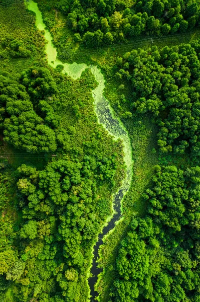 Rio Deslumbrante Algas Verdes Verão Vista Aérea Vida Selvagem Polônia — Fotografia de Stock