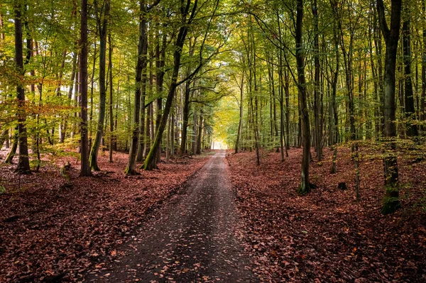 Polonya Avrupa Sonbaharda Ormanda Kahverengi Yapraklı Patika — Stok fotoğraf