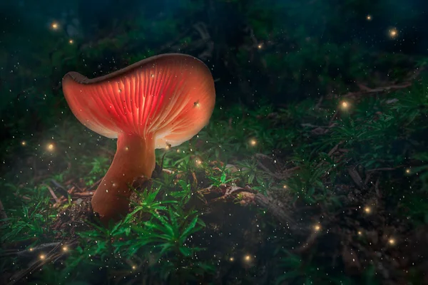 Cogumelos Brilhantes Pirilampos Musgo Floresta Entardecer Cogumelos Brilhantes Floresta Escura — Fotografia de Stock