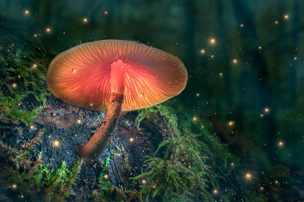 Floresta Mágica Com Pirilampos Cogumelo Brilhante Entardecer Cogumelos Mágicos Floresta — Fotografia de Stock