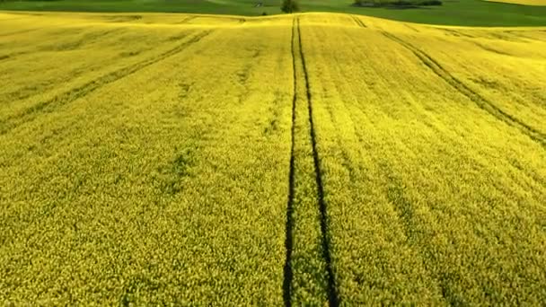 Campos de violación amarillos florecientes. Agricultura en Polonia. — Vídeos de Stock