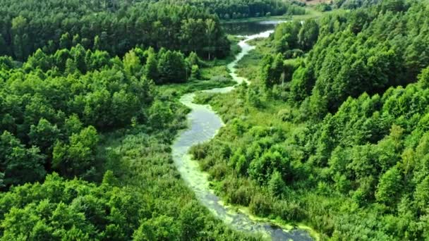 Superbe rivière et algues vertes en été. — Video