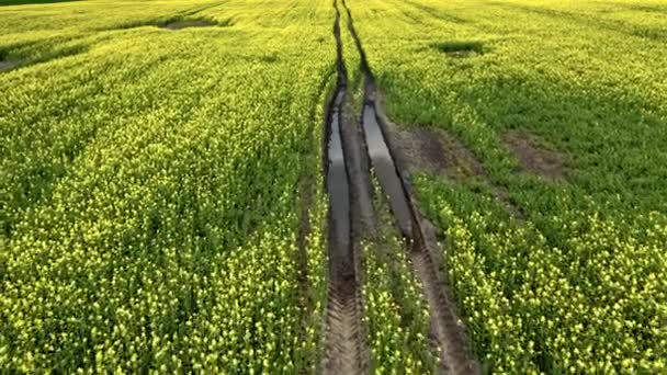 Champs de viols jaunes en fleurs en Pologne campagne et tempête. — Video