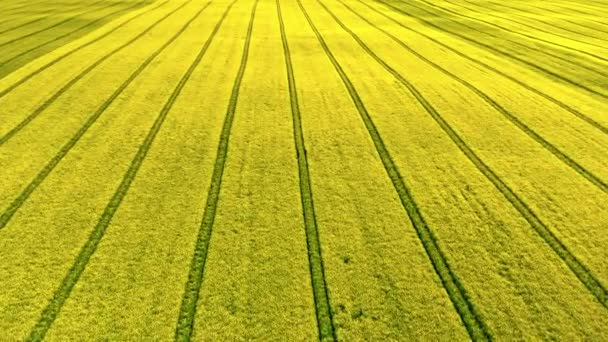 Campo de colza en el campo de Polonia. Vista aérea de la agricultura. — Vídeos de Stock