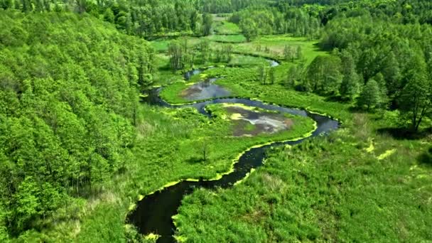 Voler au-dessus de la rivière et de la forêt verte en été. — Video