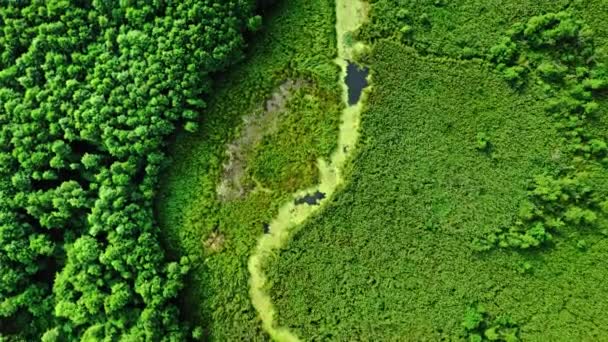 Grünalgen auf dem Fluss im Frühling. Luftaufnahme der Tierwelt. — Stockvideo