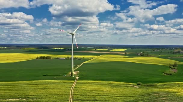 Splendidi campi di colza gialla e turbina eolica. Polonia agricoltura. — Video Stock
