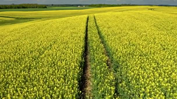 Blooming yellow raps flowers in Poland countryside. — Stock Video