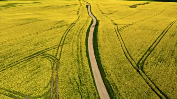 Agriculture in Poland. Blooming yellow rape fields and country road. — Stock Video