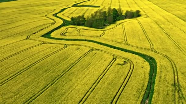 Vista aérea del campo de colza en el campo de Polonia. — Vídeos de Stock