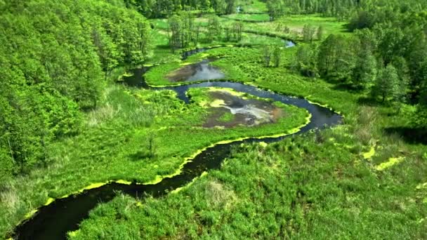 Volare sopra il fiume e la foresta verde in estate. — Video Stock