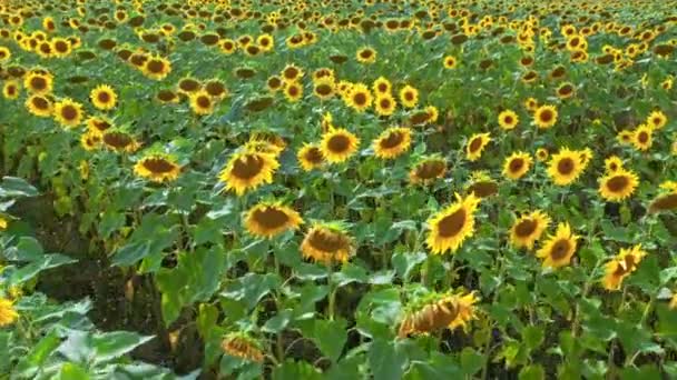 Kvetoucí slunečnicové pole koncem léta. Zemědělství v Polsku. — Stock video