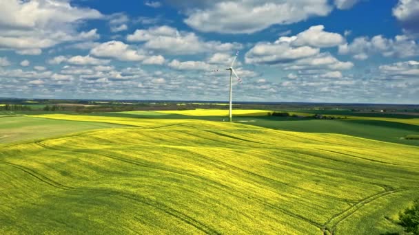 Stunning yellow rape fields and wind turbine. Poland agriculture. — Stock Video