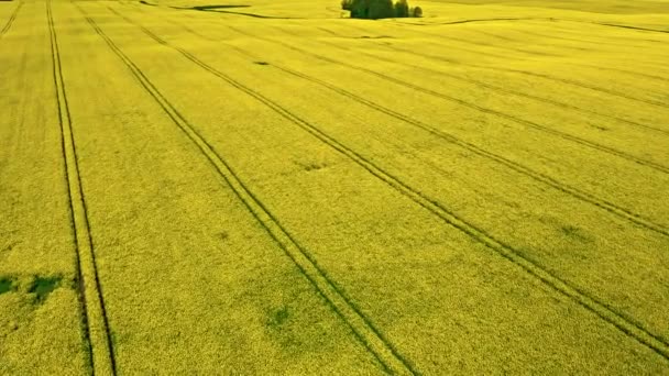 Increíbles campos de violación amarillos. Agricultura en Polonia. — Vídeos de Stock