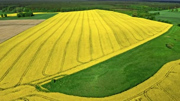 Increíbles flores de raps amarillas en la campiña de Polonia. — Vídeos de Stock