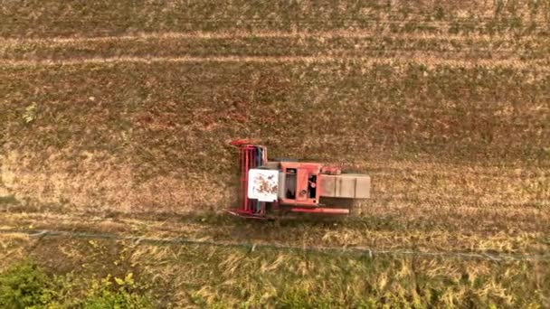 Widok z lotu ptaka na pole zbiorów kombajnów w lecie — Wideo stockowe