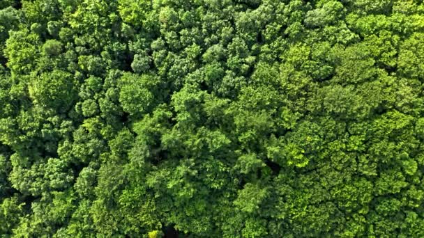緑の森の空中ビュー。ポーランドの夏の熱帯雨林 — ストック動画