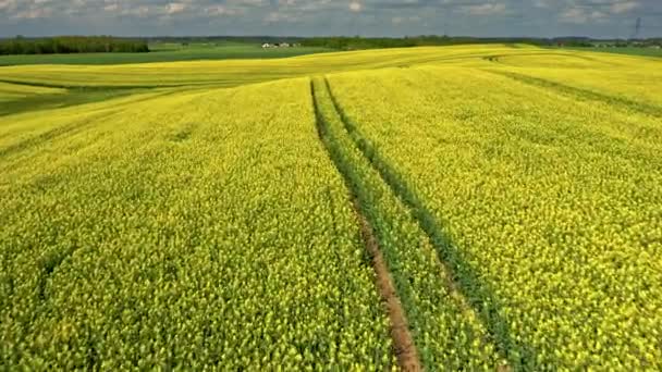 Flor amarillo raps flores en Polonia campo. — Vídeos de Stock