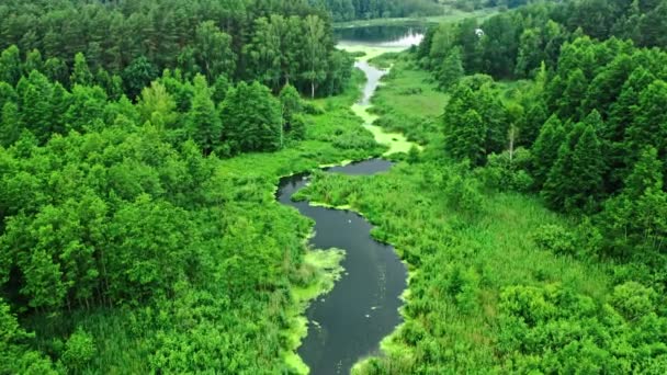 夏の素晴らしい川と緑の森. — ストック動画