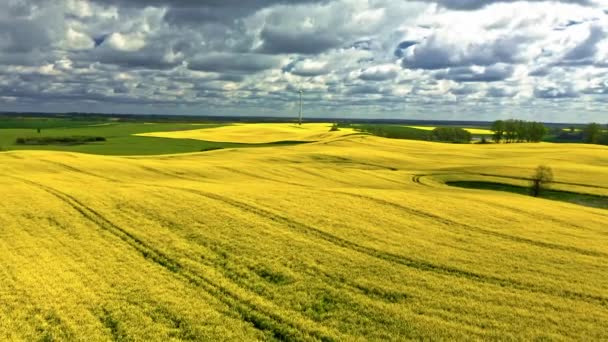 Campos de violación en flor amarilla en primavera. Agricultura en Polonia. — Vídeos de Stock