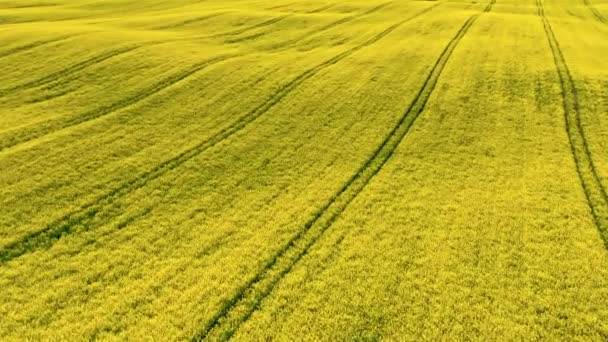 Agricultura en Polonia. Florecientes campos de violación amarillos en primavera. — Vídeos de Stock