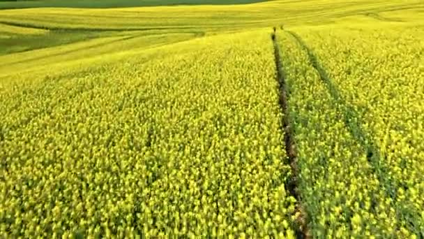 Kwitnące żółte rapy kwiaty w Polsce. — Wideo stockowe