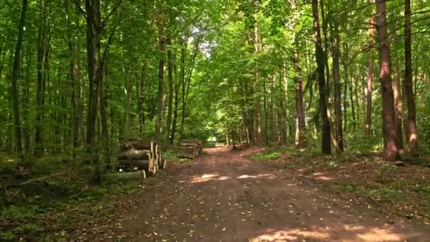 Zomer bos en groene voetpad in Polen — Stockvideo