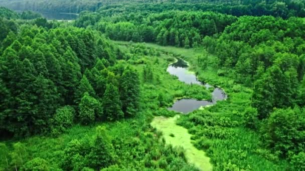 Vista aérea de rio e algas verdes no verão. — Vídeo de Stock