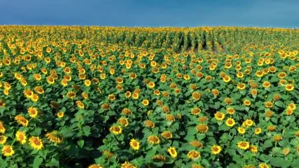 Campo di girasole a fine estate. Veduta aerea della natura. — Video Stock