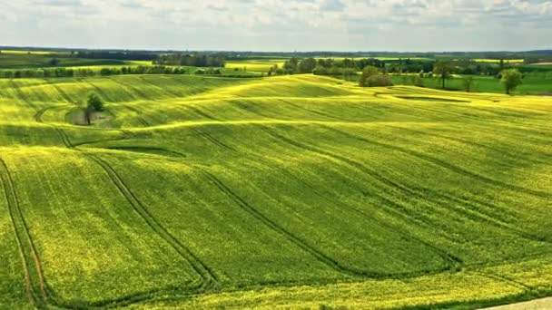 Impressionante campos de estupro amarelo e turbina eólica. Polónia agricultura. — Vídeo de Stock