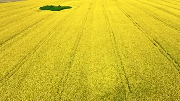 Aerial view of yellow rape fields in Poland countryside. — Stock Video