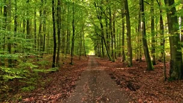 Brun lövskog i skogen på hösten, Polen — Stockvideo
