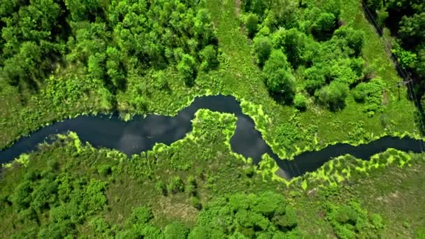 Летом сверху вниз вид на озеро в лесу. — стоковое видео