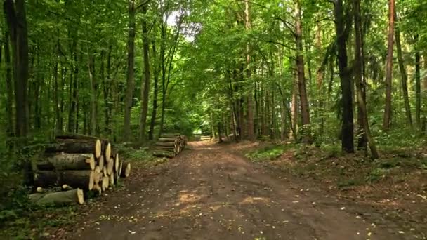 Zomer bos met fallne grees en groene voetpad in Polen — Stockvideo
