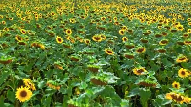 Campo de girassol florescente no verão na Europa. — Vídeo de Stock