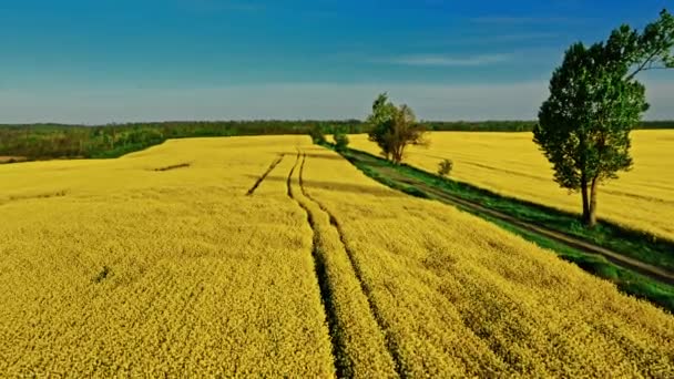 Kvetoucí žluté pole znásilnění na jaře na polském venkově. — Stock video